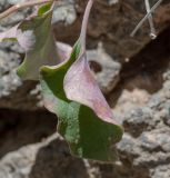 Commicarpus helenae