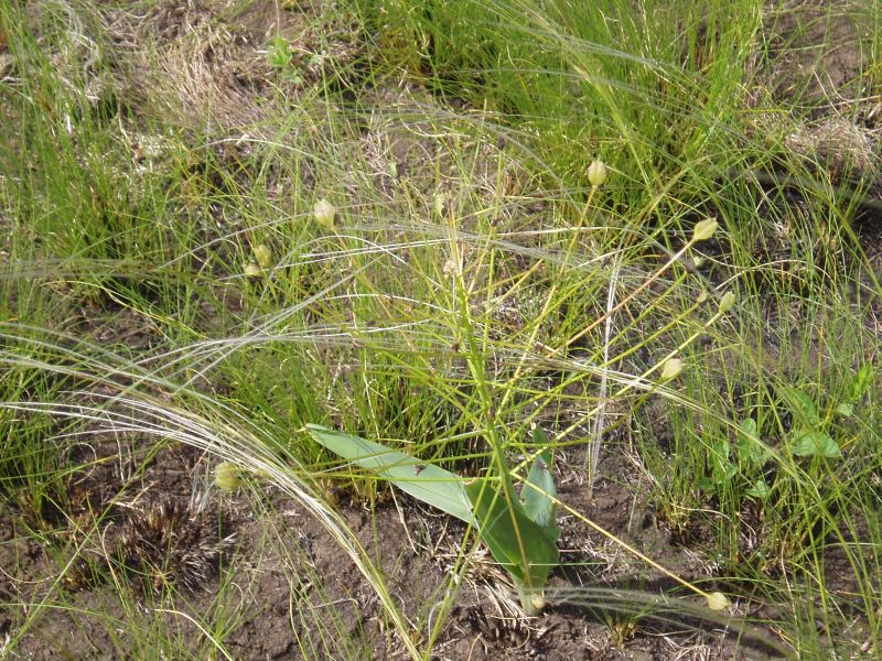 Image of Bellevalia sarmatica specimen.