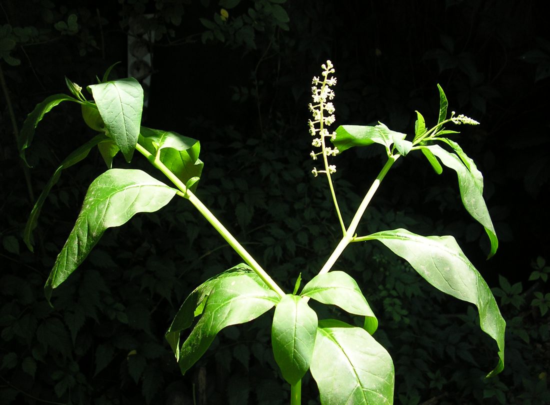 Image of Phytolacca americana specimen.