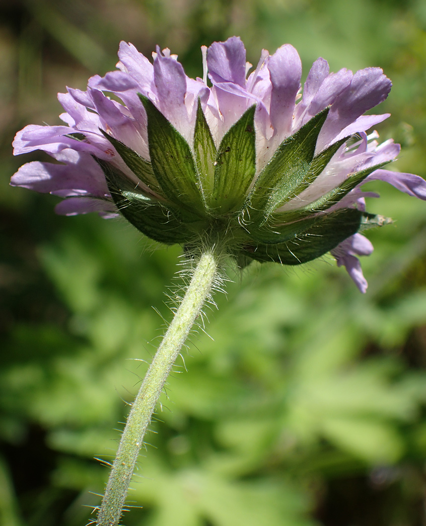 Image of Knautia arvensis specimen.