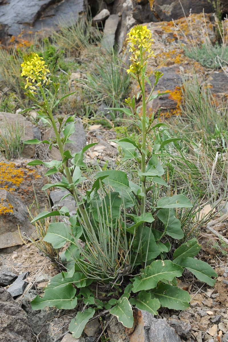 Image of Sisymbrium brassiciforme specimen.