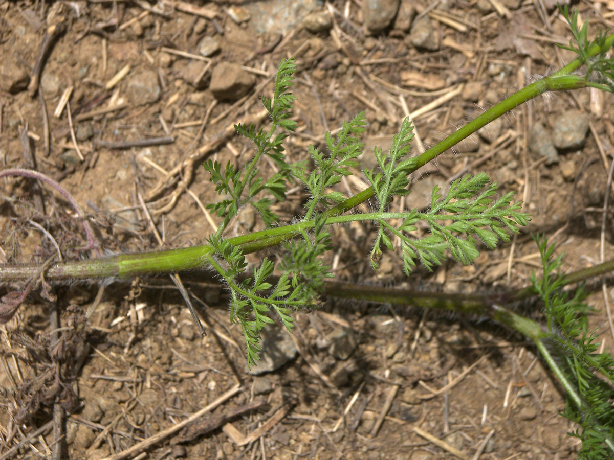 Изображение особи Chaerophyllum crinitum.