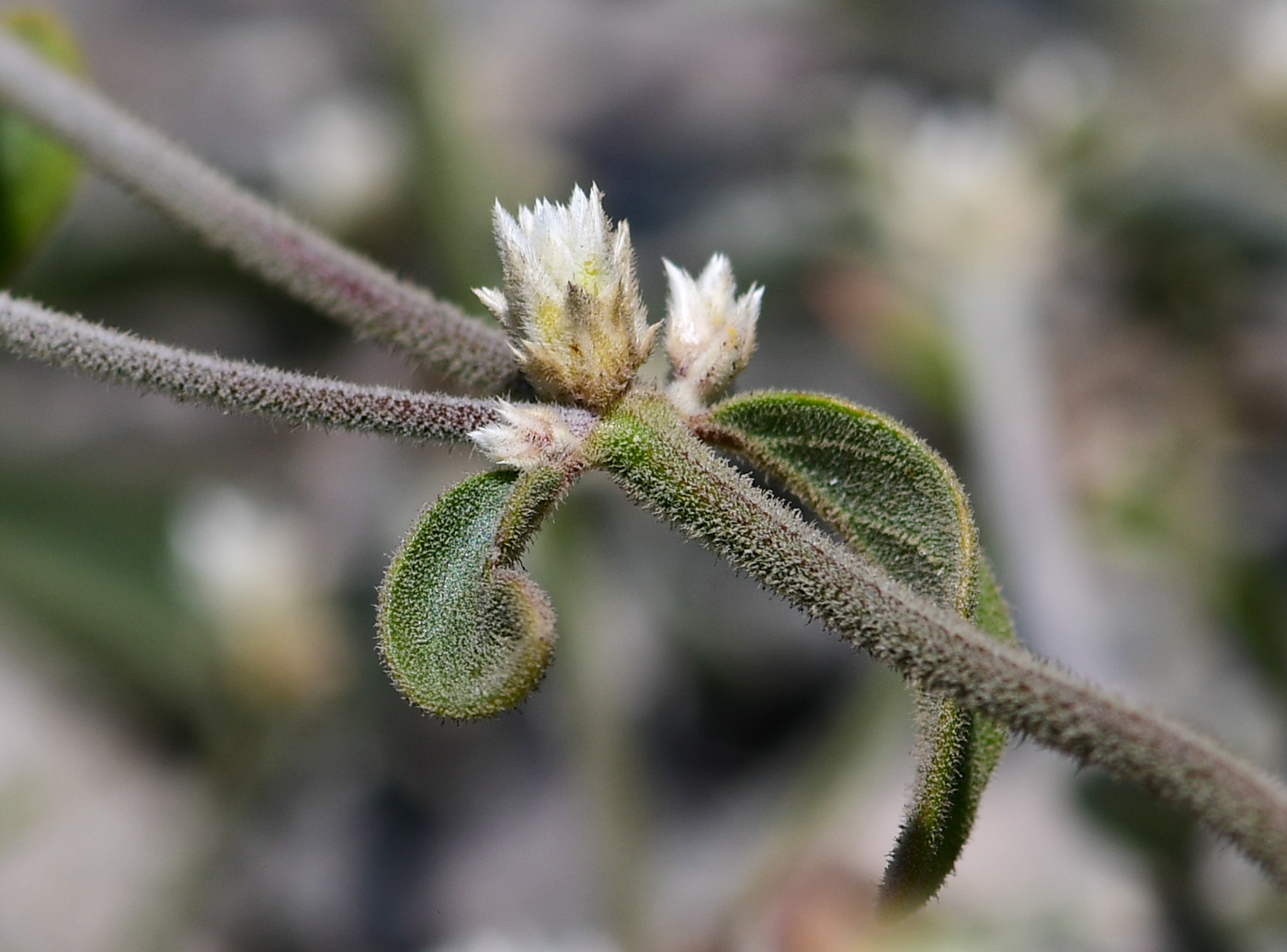 Image of Alternanthera halimifolia specimen.