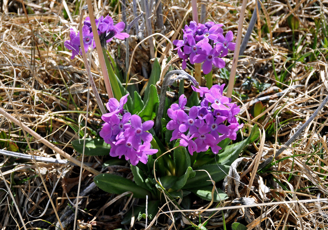 Image of Primula nivalis specimen.