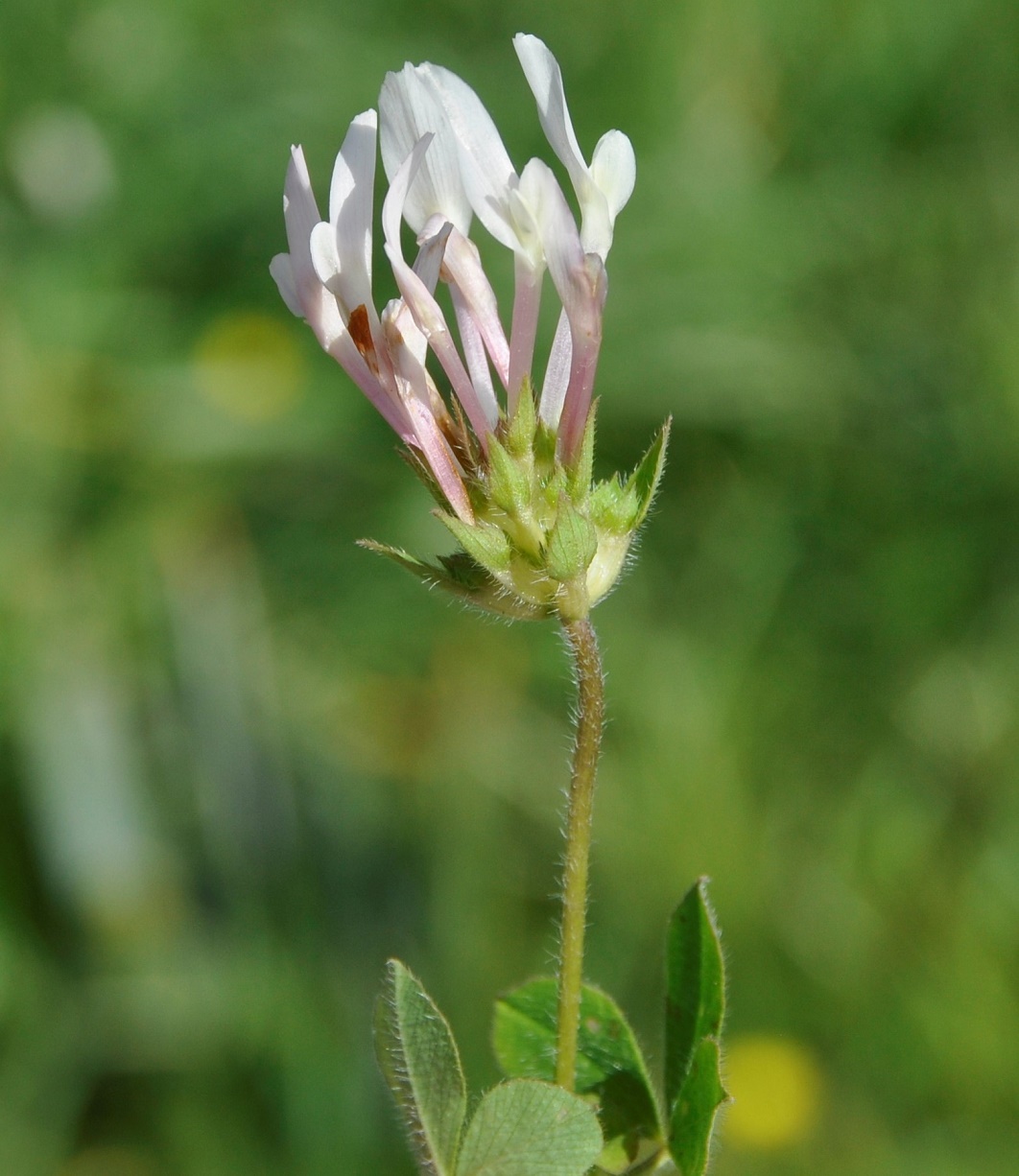 Image of Trifolium clypeatum specimen.