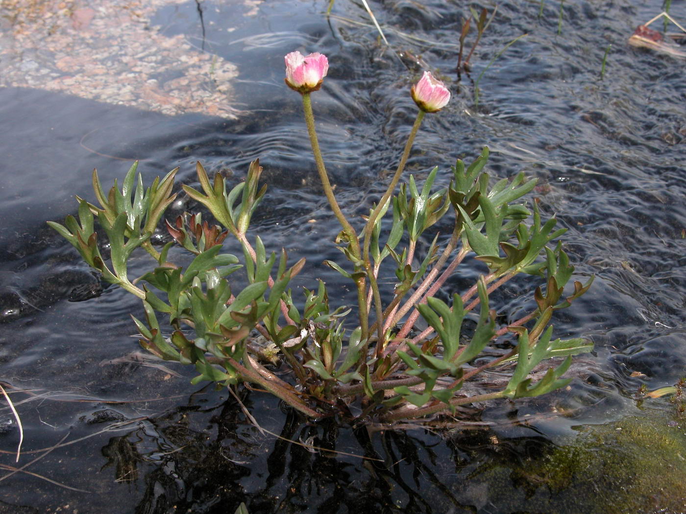 Изображение особи Beckwithia chamissonis.