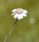 Anthemis tricolor