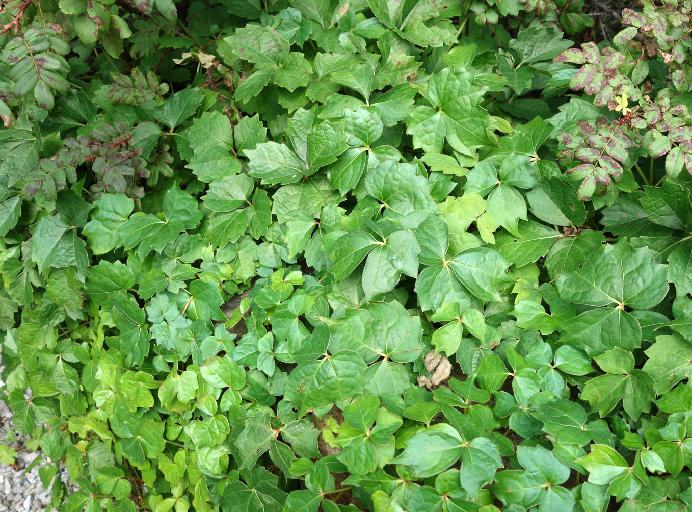 Image of Parthenocissus tricuspidata specimen.