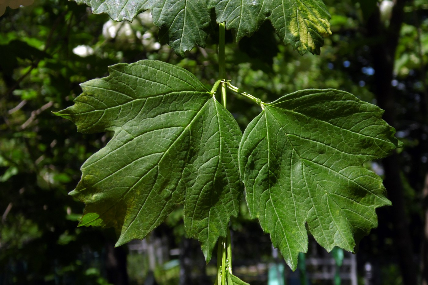 Image of Viburnum opulus f. roseum specimen.