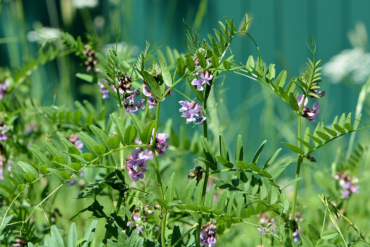 Изображение особи Vicia sepium.