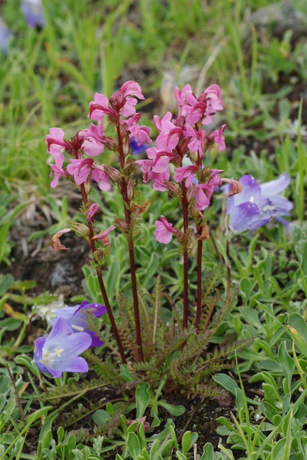 Image of Pedicularis nordmanniana specimen.