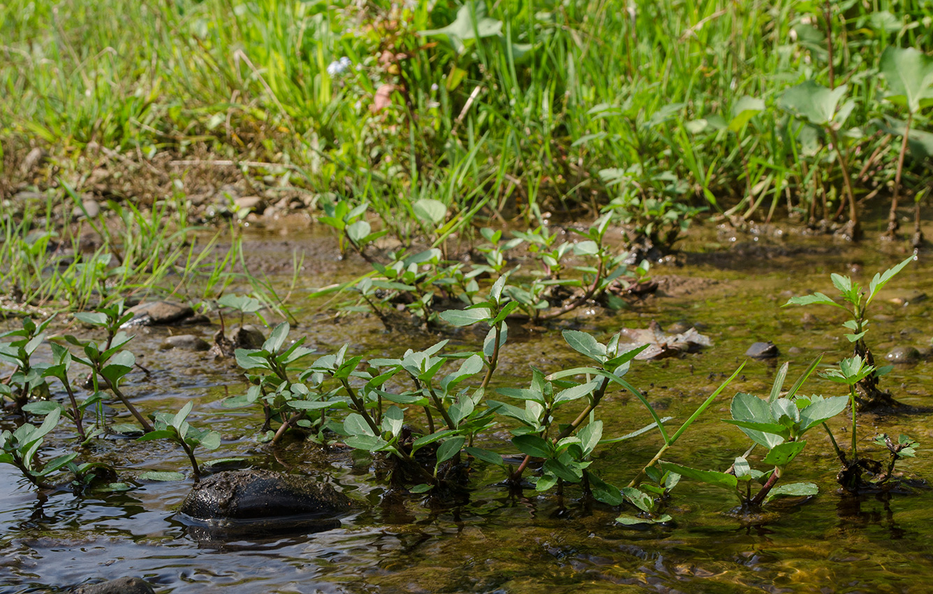 Image of Veronica beccabunga specimen.