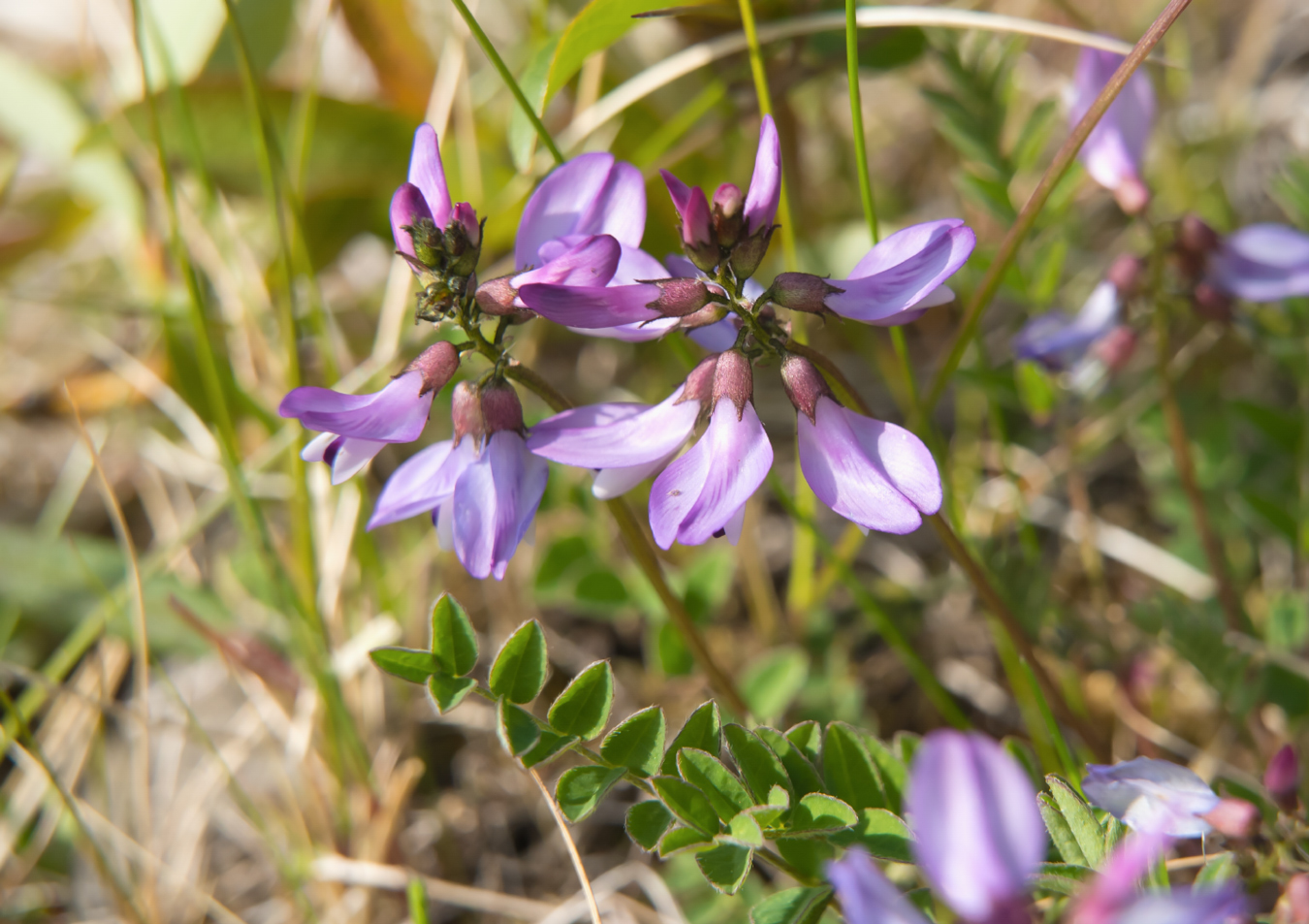 Изображение особи Astragalus subpolaris.