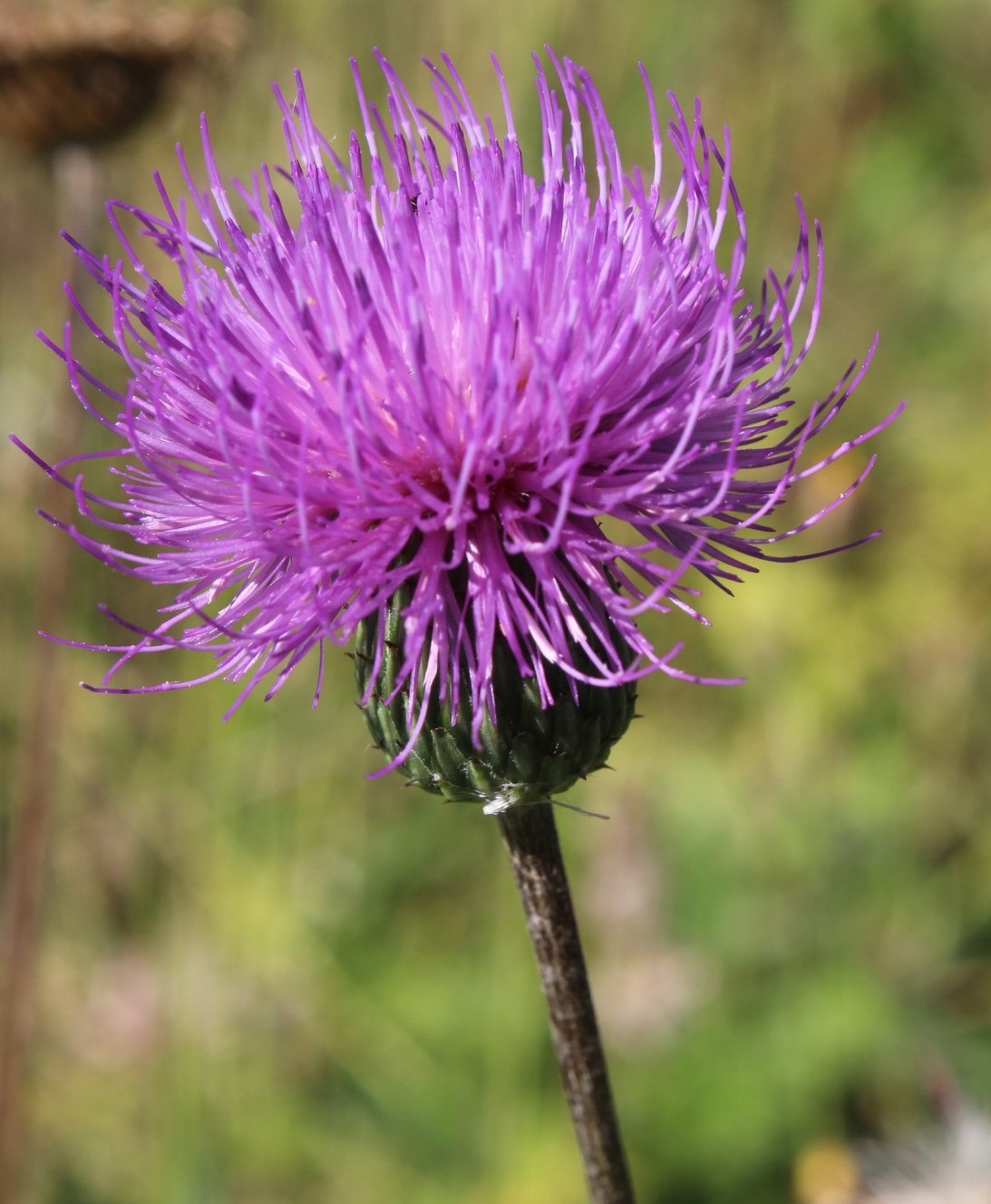 Image of Cirsium canum specimen.