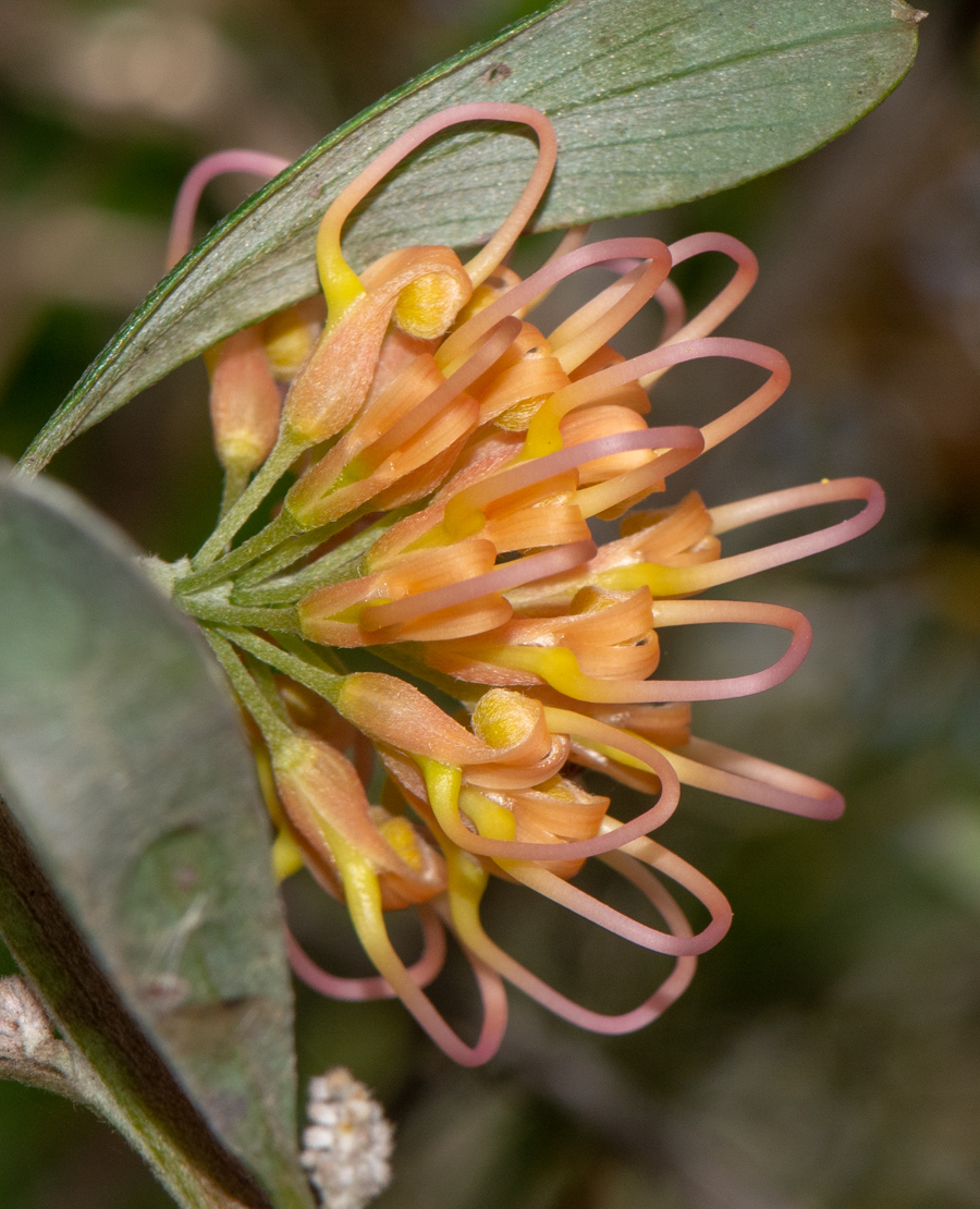 Изображение особи Grevillea olivacea.