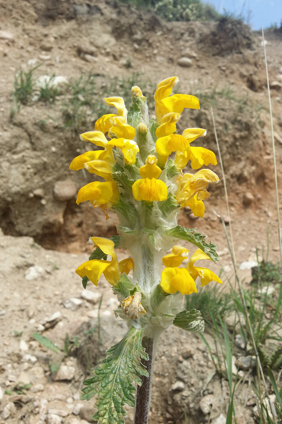 Image of Phlomoides speciosa specimen.