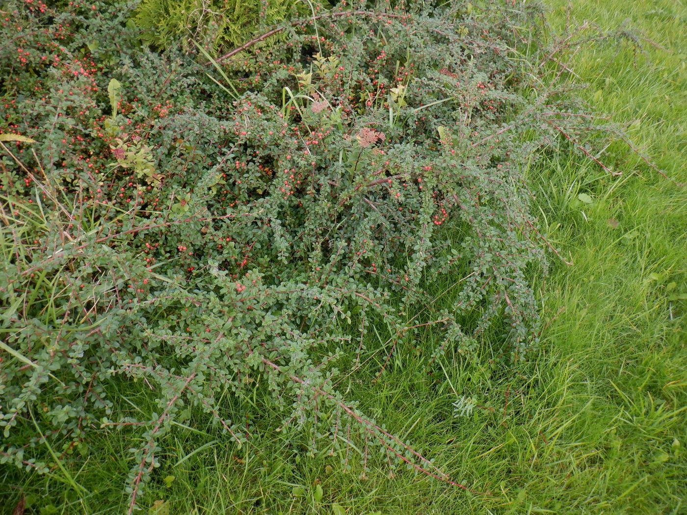 Изображение особи Cotoneaster horizontalis.