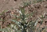 Cirsium argillosum. Верхушка побега. Дагестан, окр. с. Ирганай, осыпающиеся склоны гор. 23.06.2018.