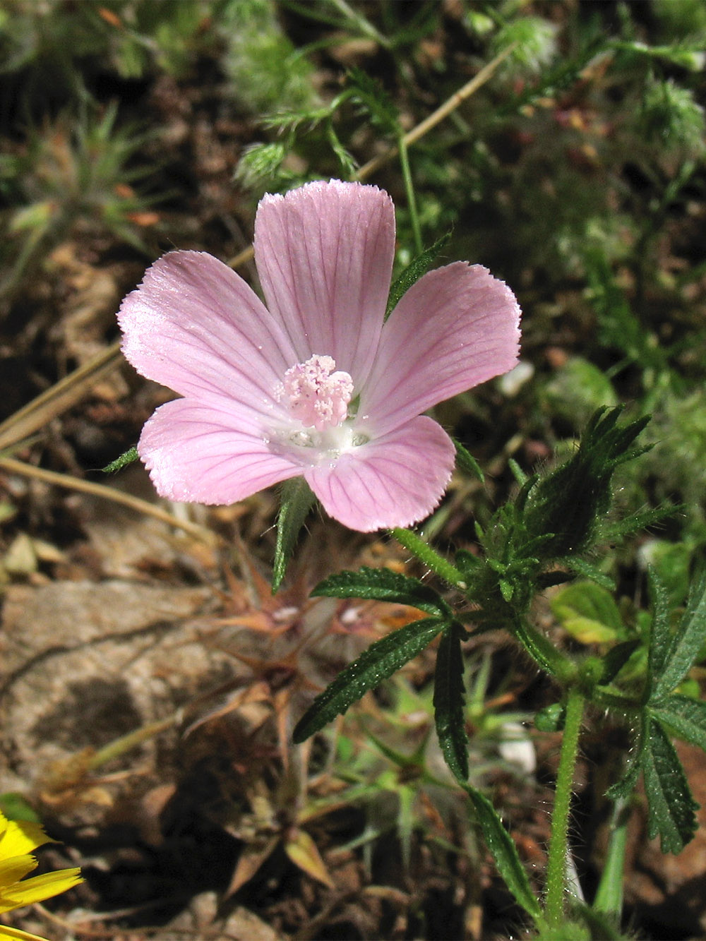 Image of Malva cretica specimen.