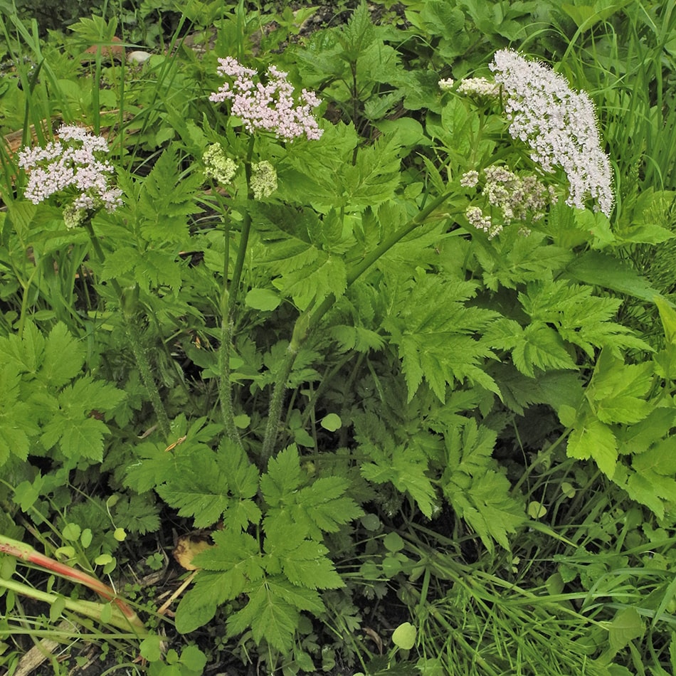 Image of Chaerophyllum hirsutum specimen.