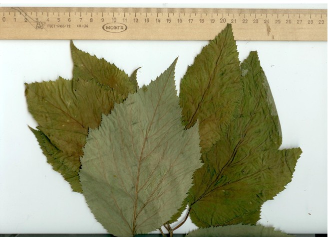 Image of Aegopodium podagraria ssp. nadeshdae specimen.