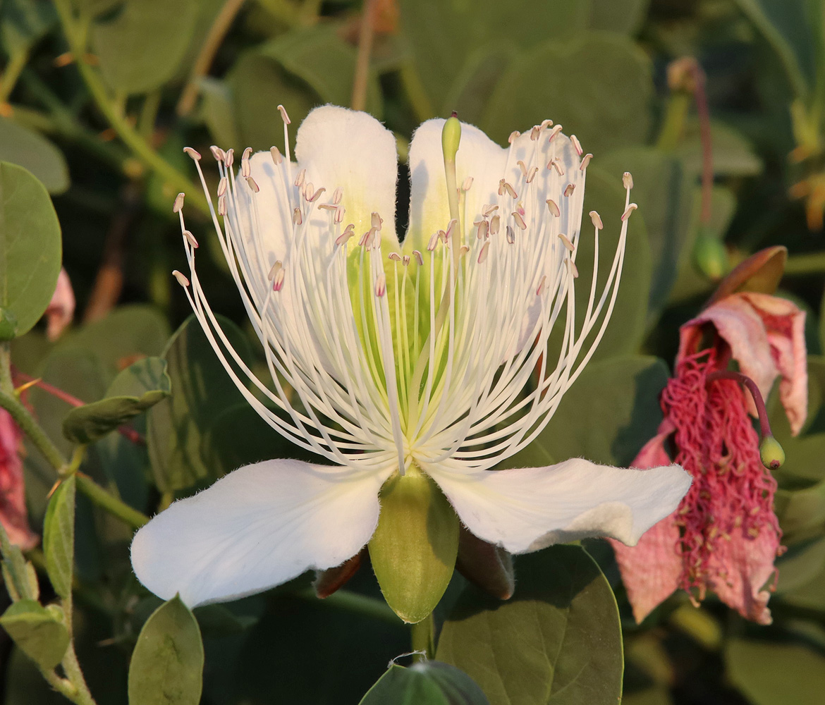 Изображение особи Capparis herbacea.