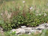 Teucrium chamaedrys. Плодоносящее растение. Краснодарский край, Мостовской р-н, окр. пгт Псебай, хр. Герпегем, ≈ 900 м н.у.м., горный луг, скальное обнажение гипса. 19.08.2021.