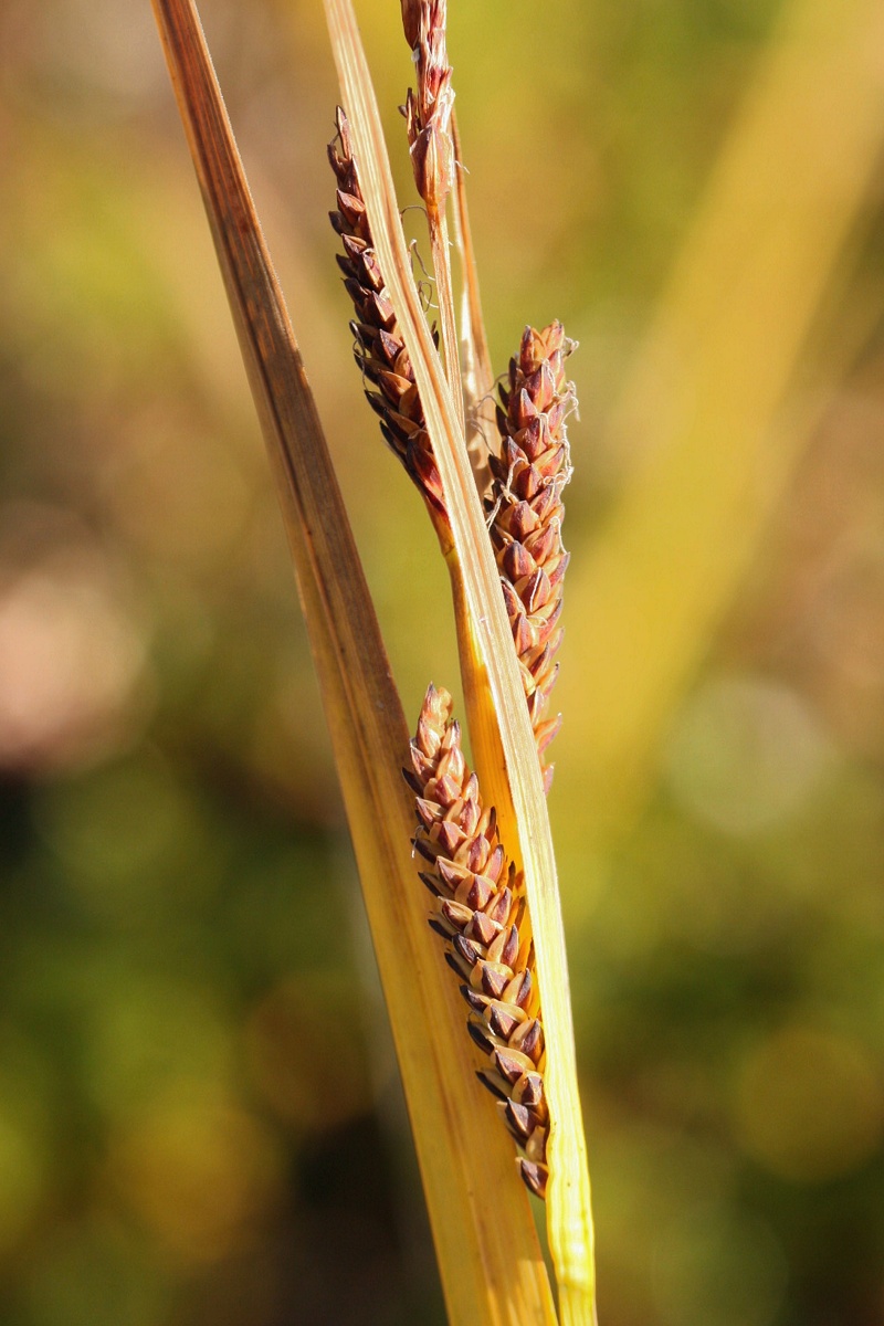 Изображение особи Carex concolor.