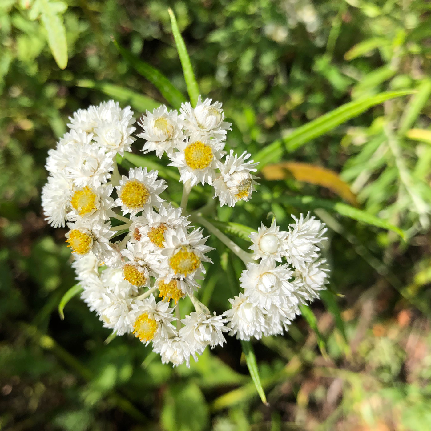 Изображение особи Anaphalis margaritacea.