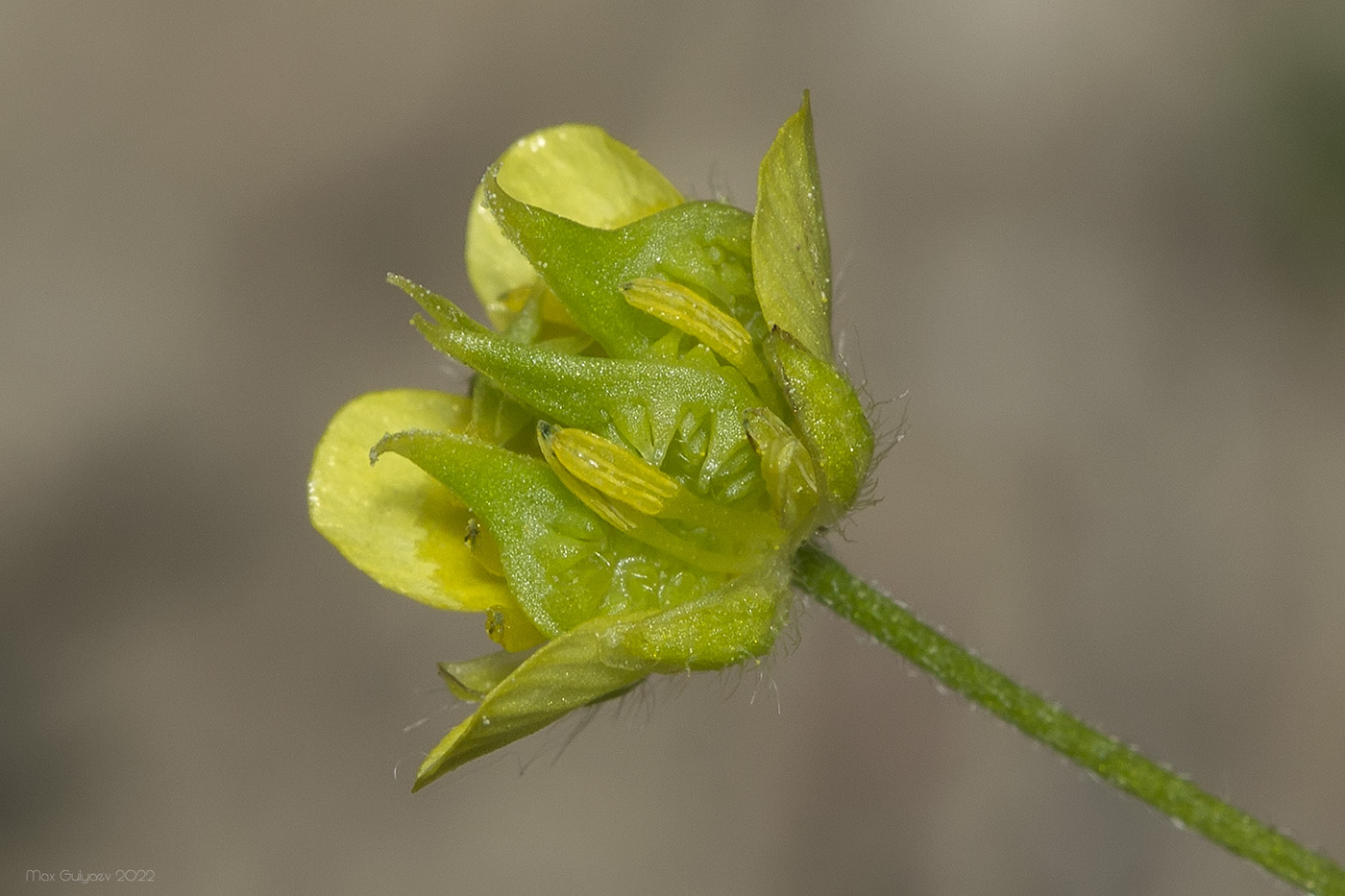 Изображение особи Ranunculus arvensis.