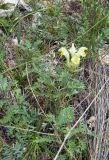 Scutellaria przewalskii. Цветущее растение. Казахстан, хр. Кетмень, долина р. Шалкудысу, горы Каратау, 2400 м н.у.м. 27.07.2010.