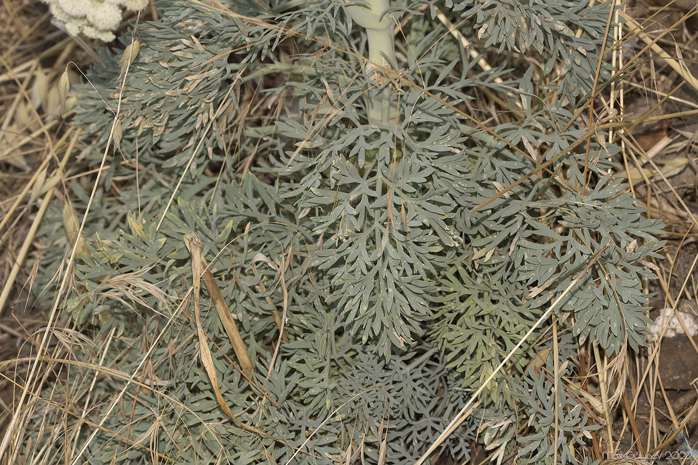 Image of Seseli gummiferum specimen.