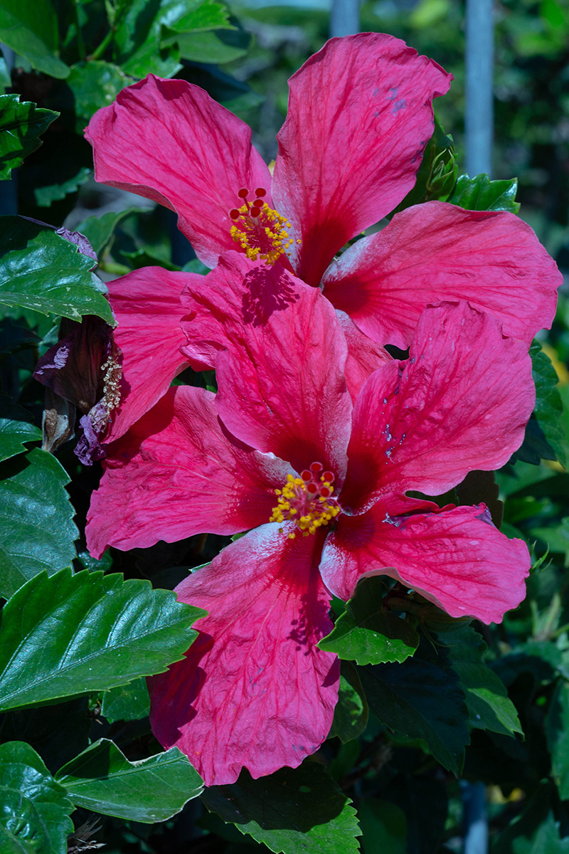 Изображение особи Hibiscus rosa-sinensis.