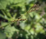 Carex digitata