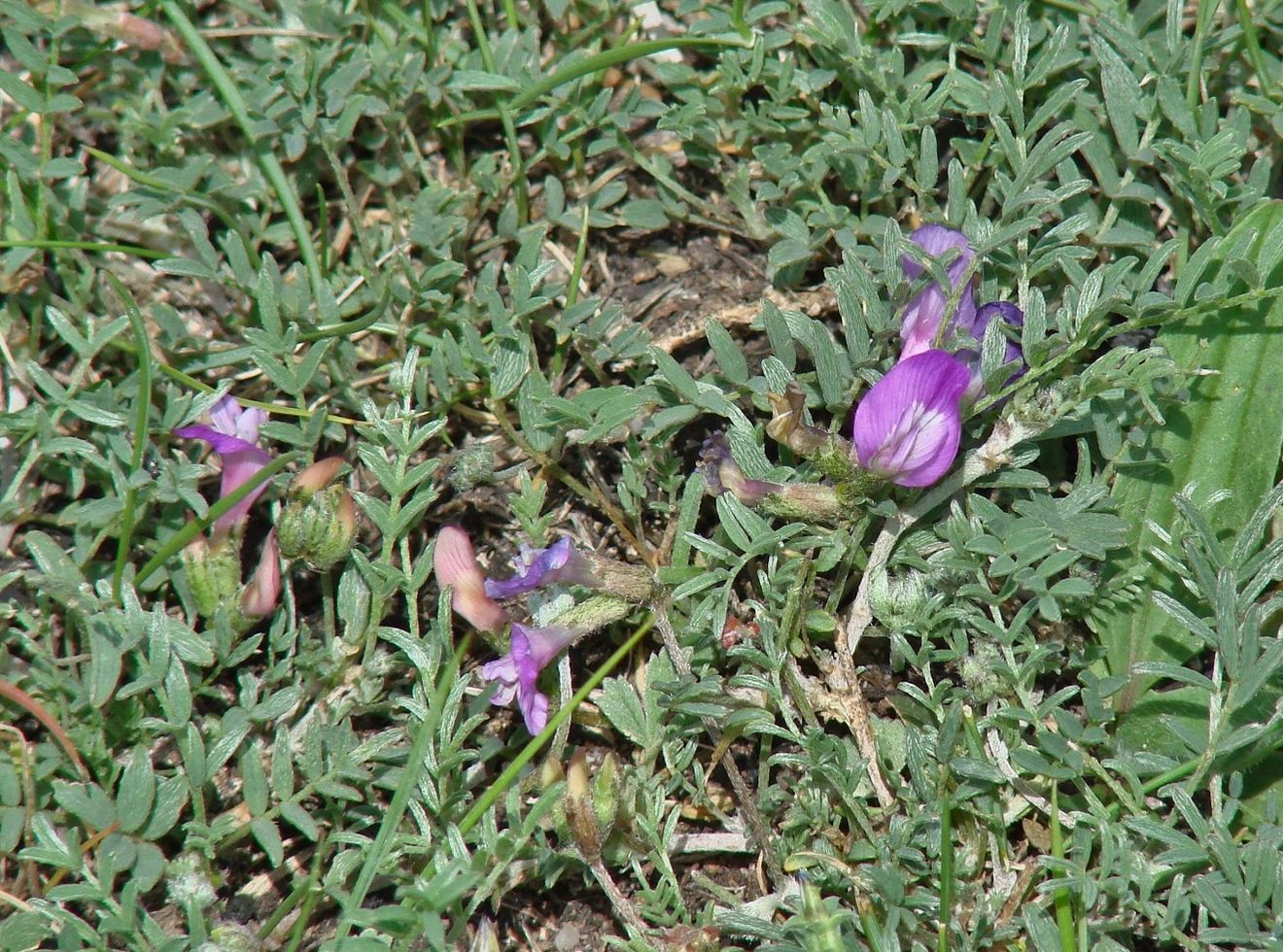 Изображение особи Astragalus angarensis ssp. ozjorensis.