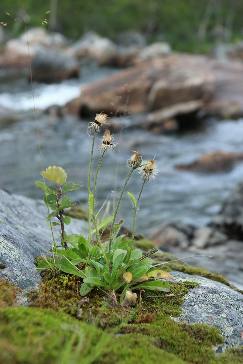 Изображение особи род Hieracium.