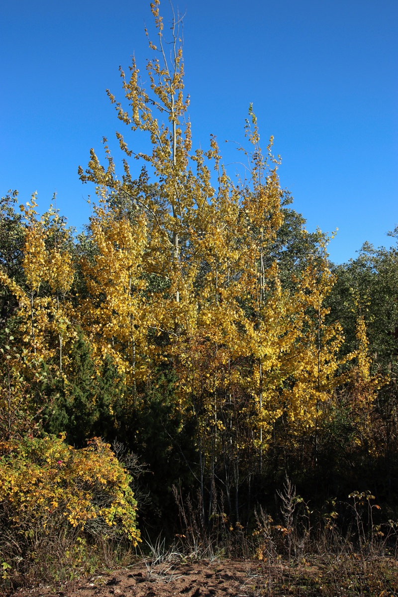 Image of Populus tremula specimen.