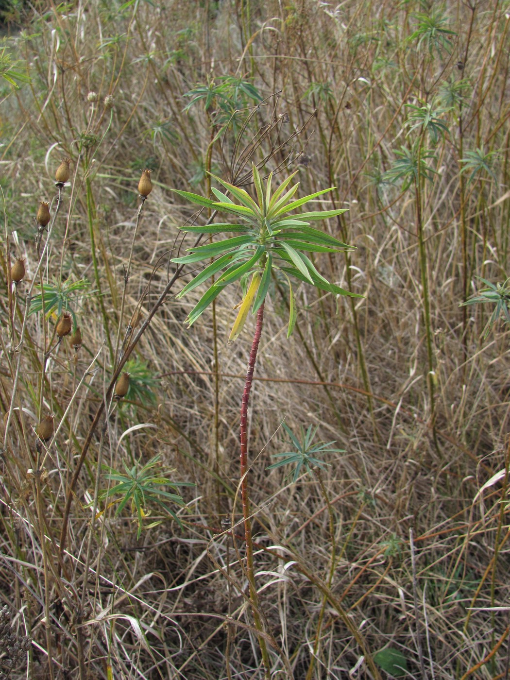 Изображение особи Euphorbia virgata.