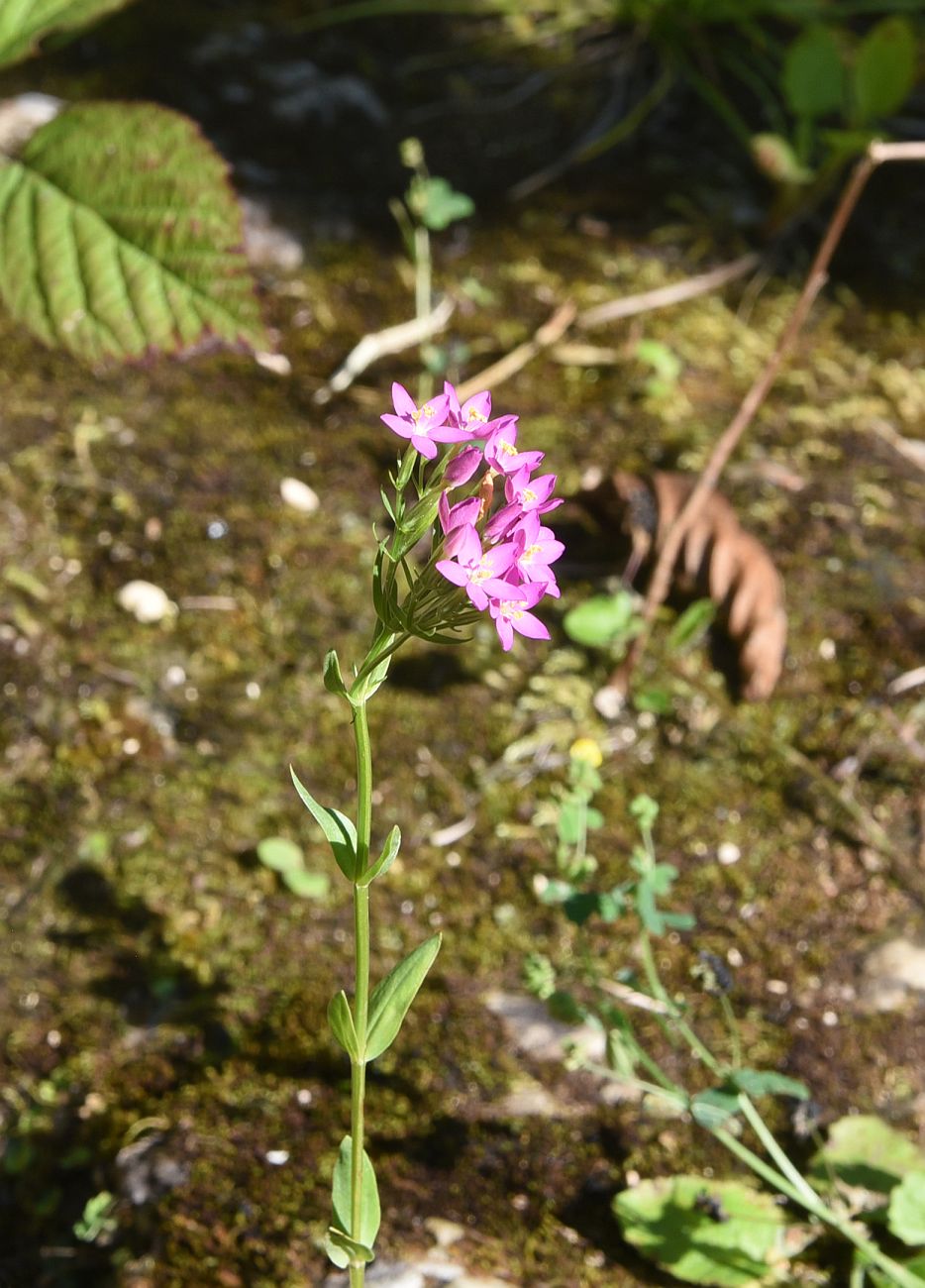 Изображение особи Centaurium erythraea ssp. turcicum.