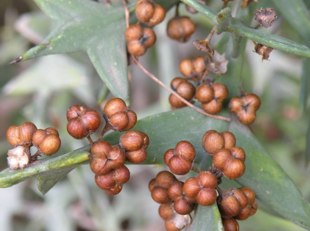 Изображение особи Colletia paradoxa.