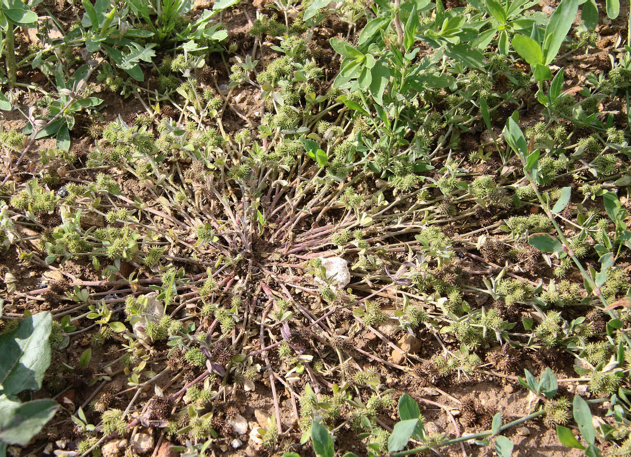 Image of Medicago minima specimen.