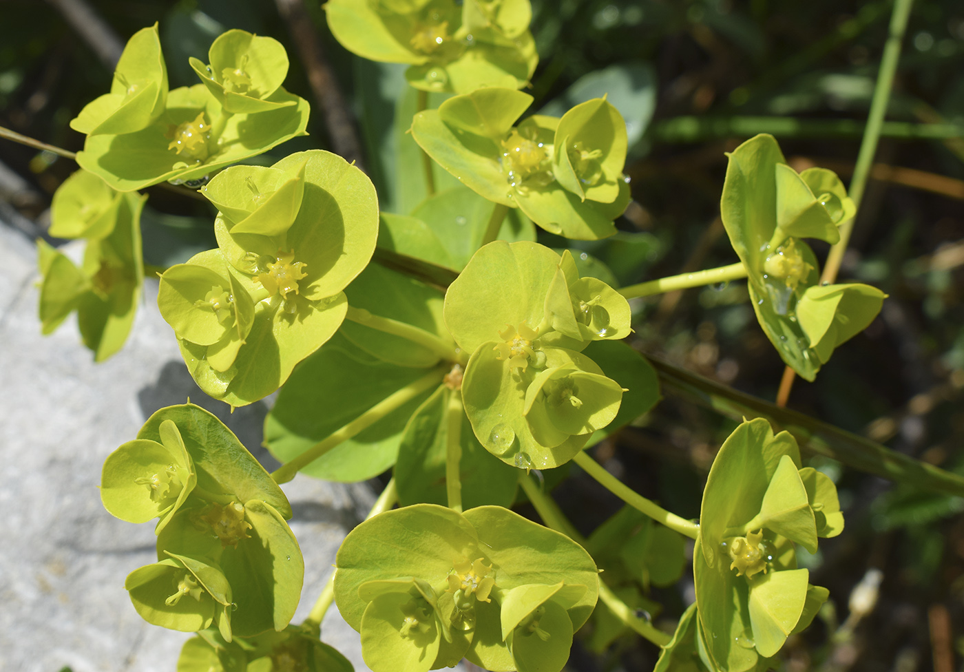 Image of Euphorbia nicaeensis specimen.