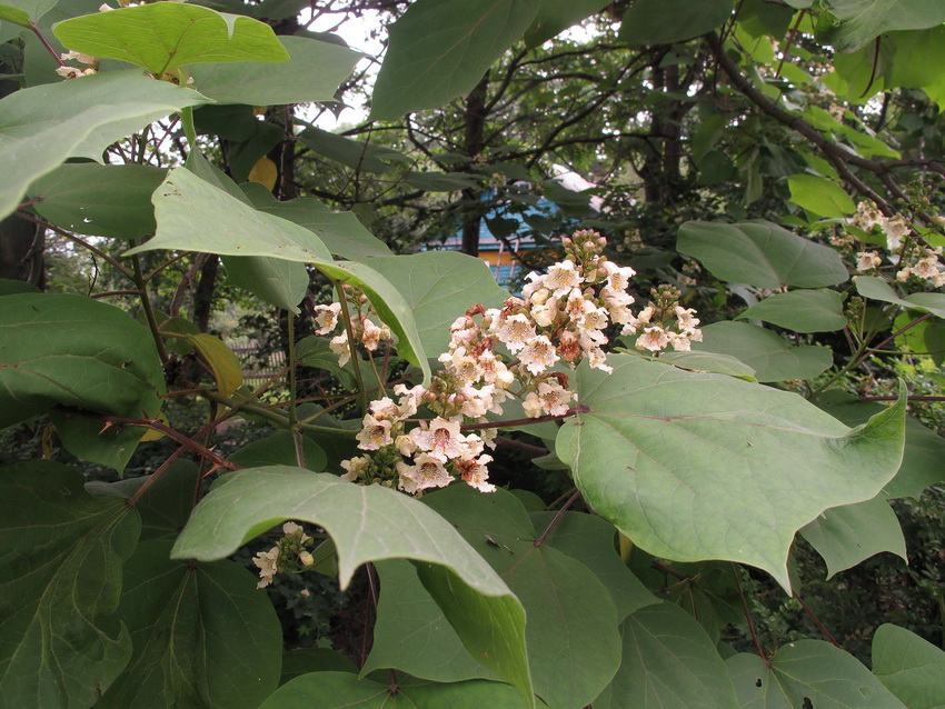 Image of Catalpa ovata specimen.