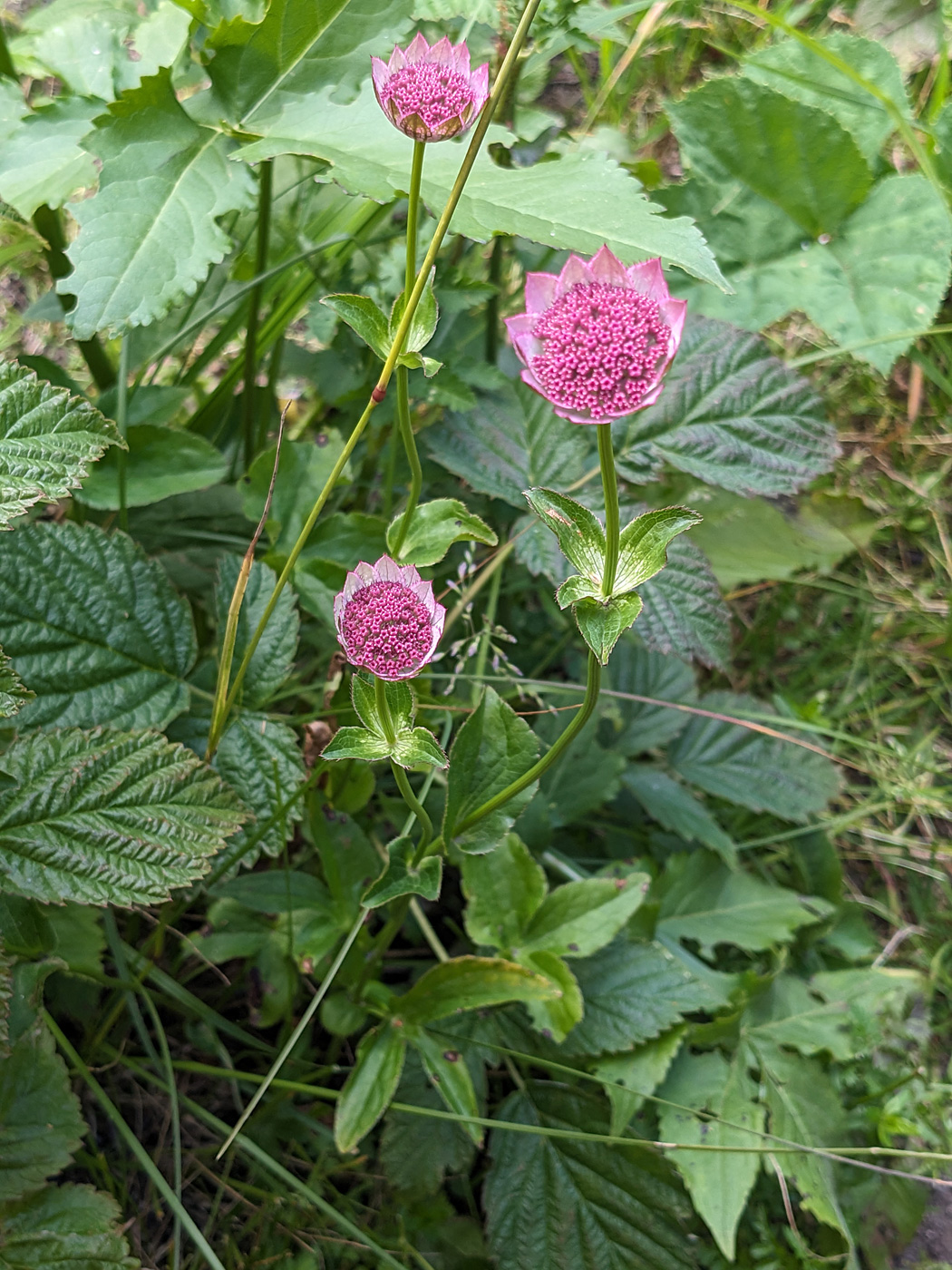 Изображение особи Astrantia maxima.