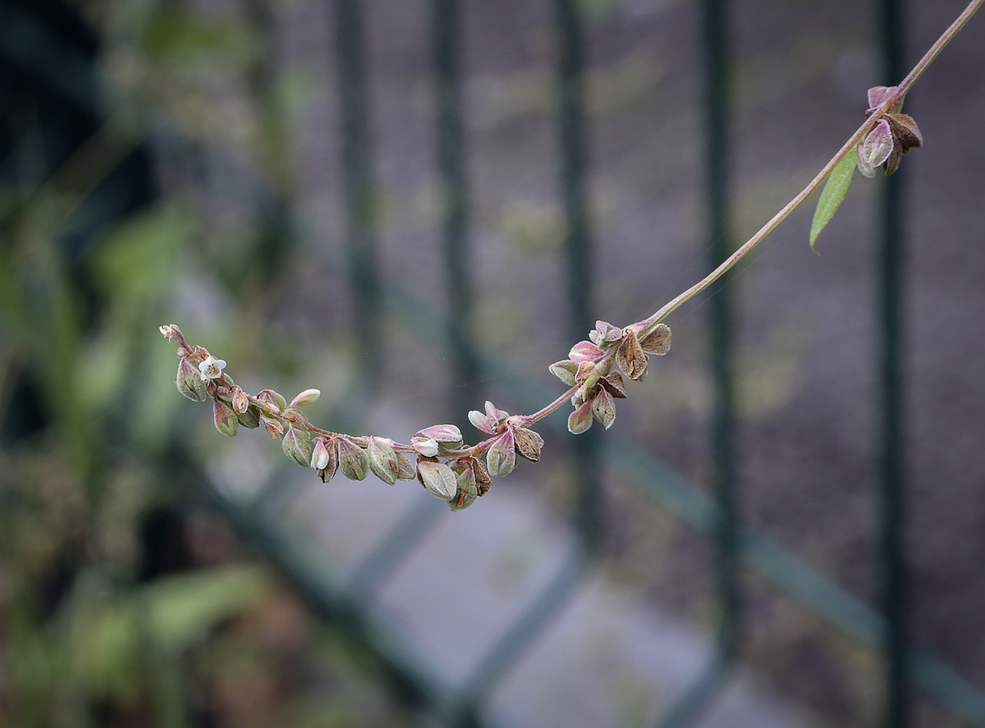 Image of Fallopia convolvulus specimen.