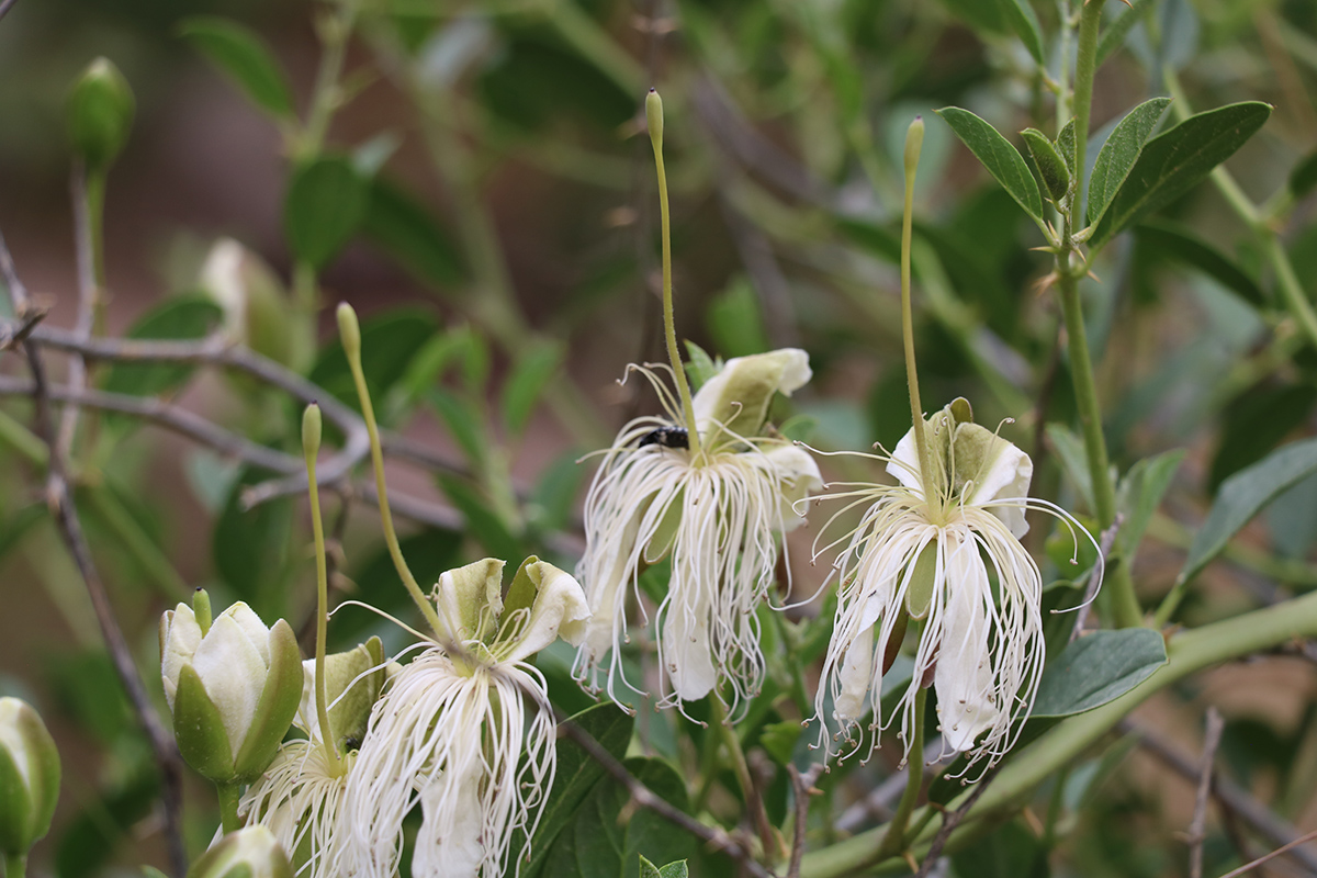 Image of Capparis spinosa specimen.