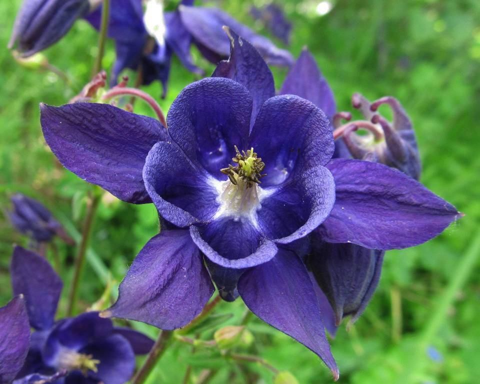 Image of Aquilegia vulgaris specimen.