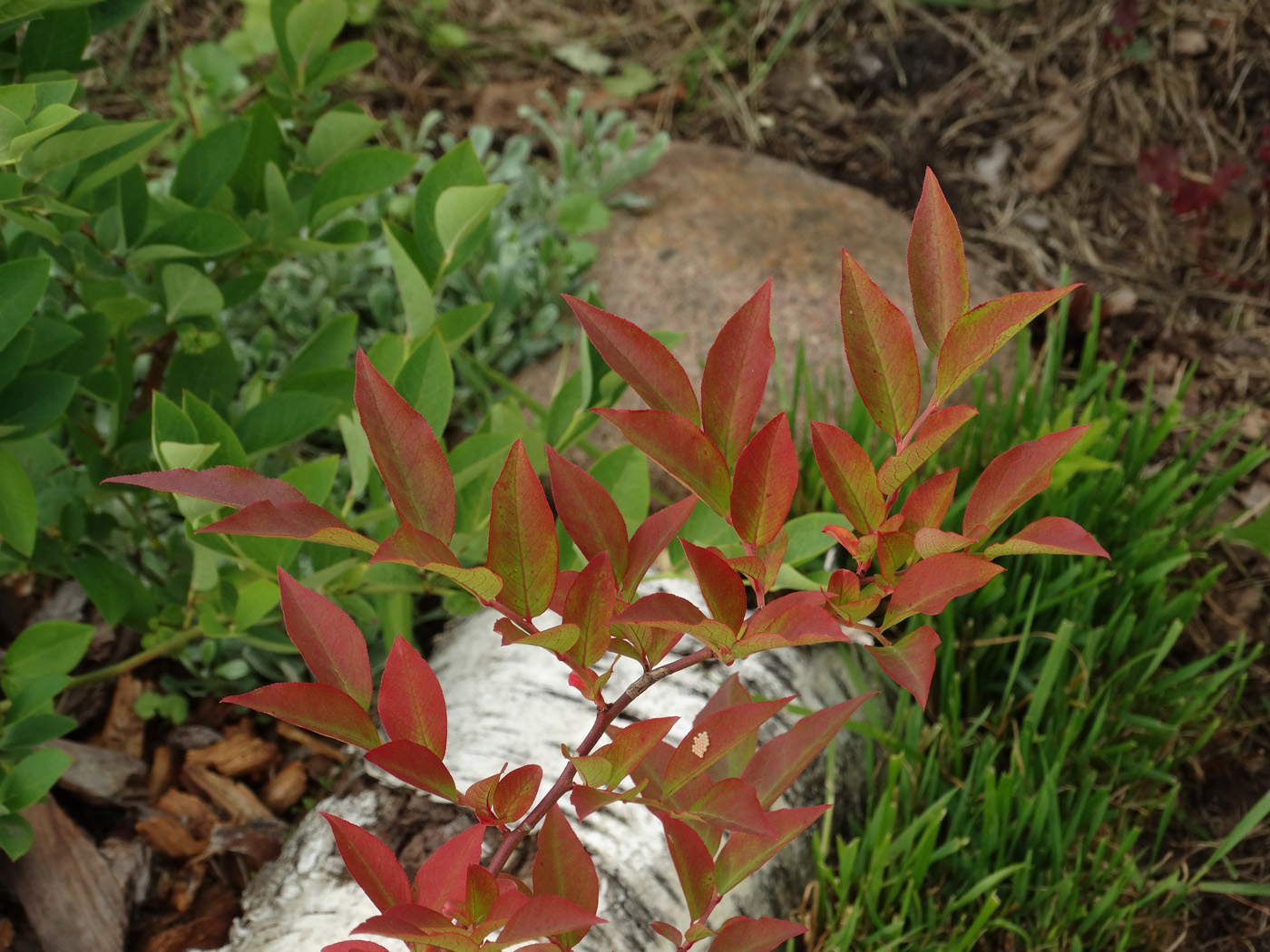 Image of Vaccinium stamineum specimen.