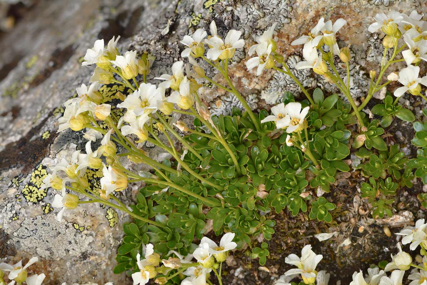 Изображение особи Draba supranivalis.