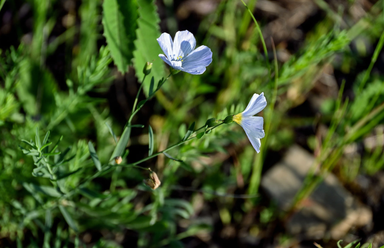 Изображение особи род Linum.